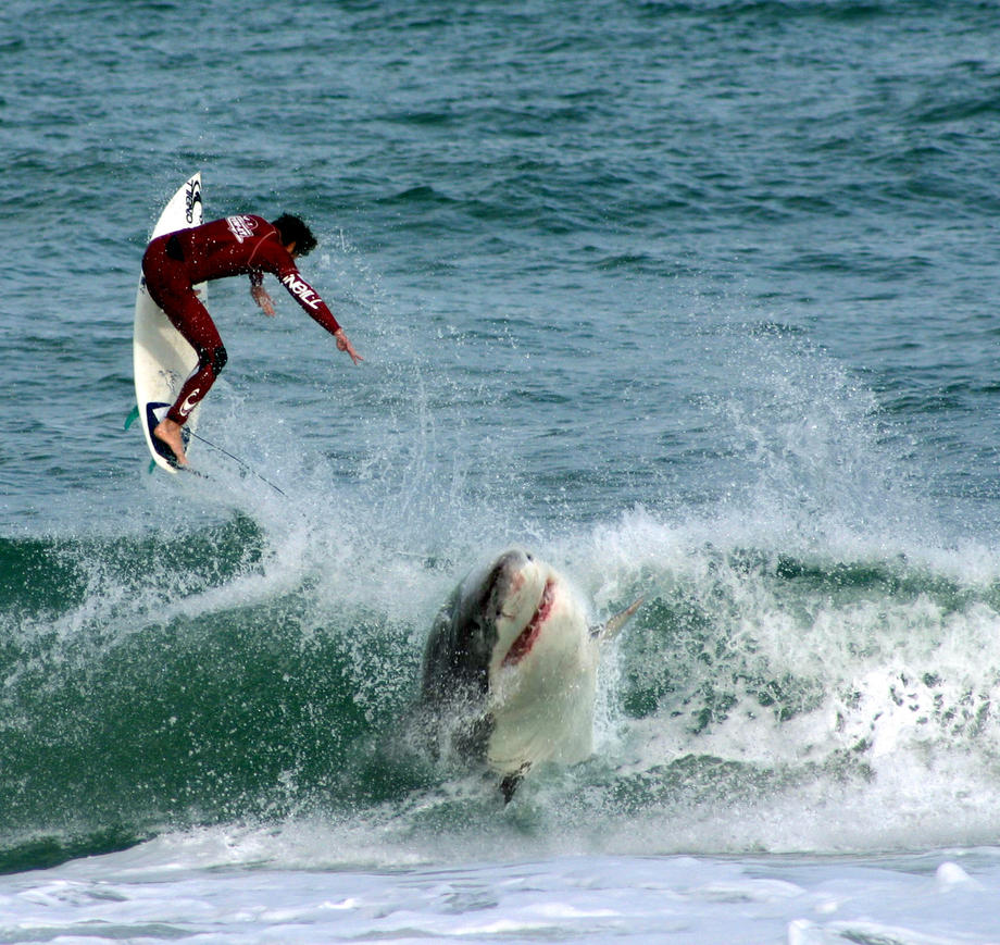 Attack Shark