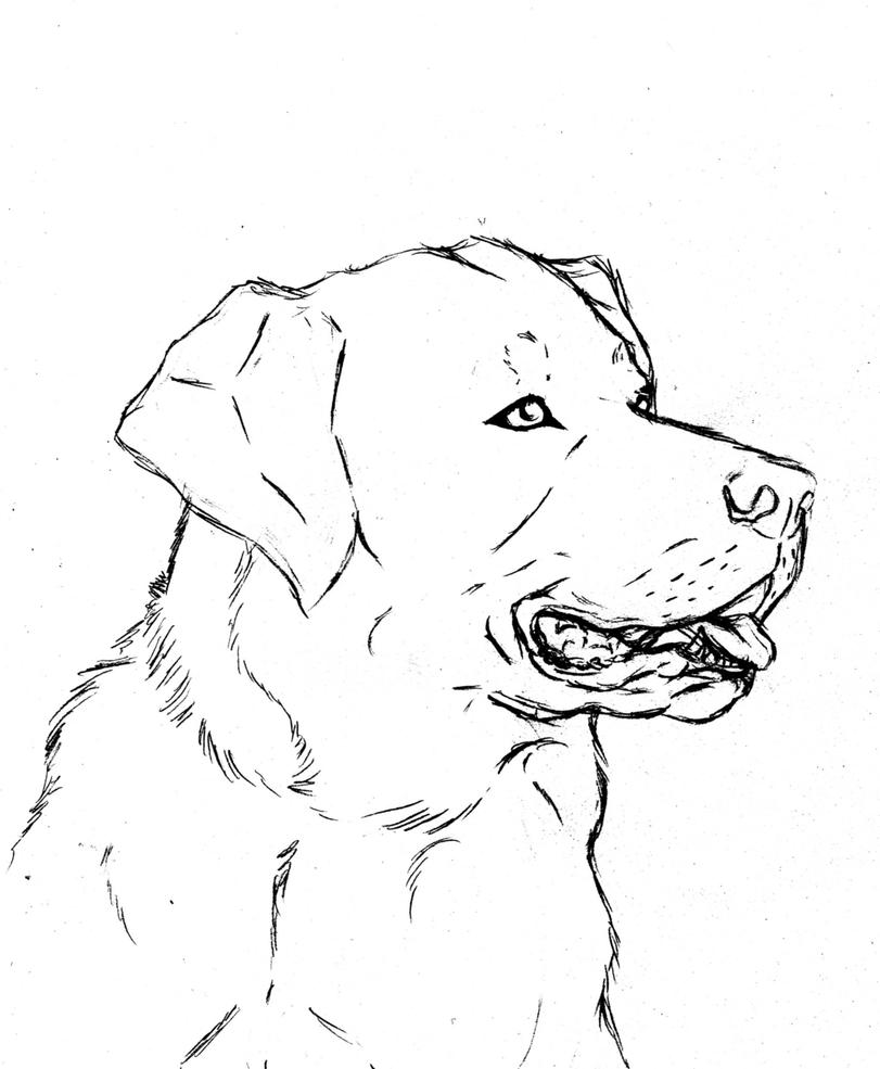 baby golden retriever coloring pages - photo #35