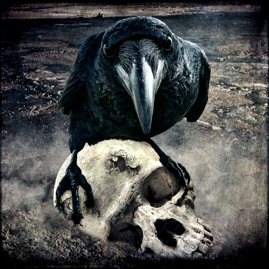 http://th01.deviantart.net/fs51/PRE/i/2009/262/6/1/The_Raven_by_Inadesign.png