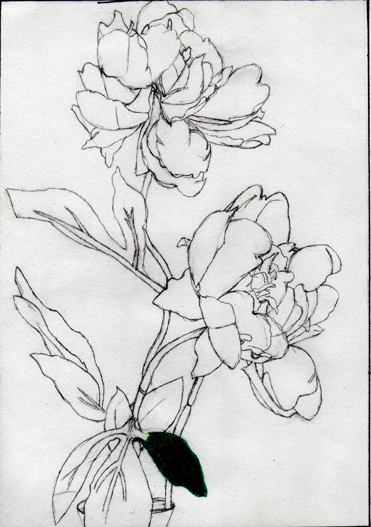 hawaiian flower drawing