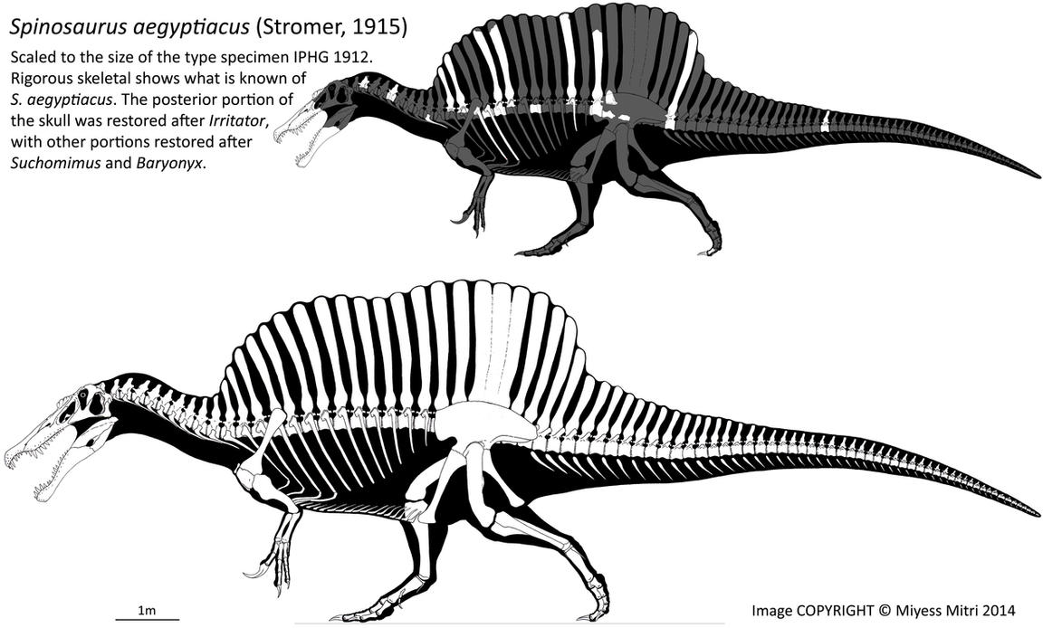 http://th01.deviantart.net/fs70/PRE/i/2014/242/e/b/spinosaurus_revised_by_miyess-d7x9vrl.jpg