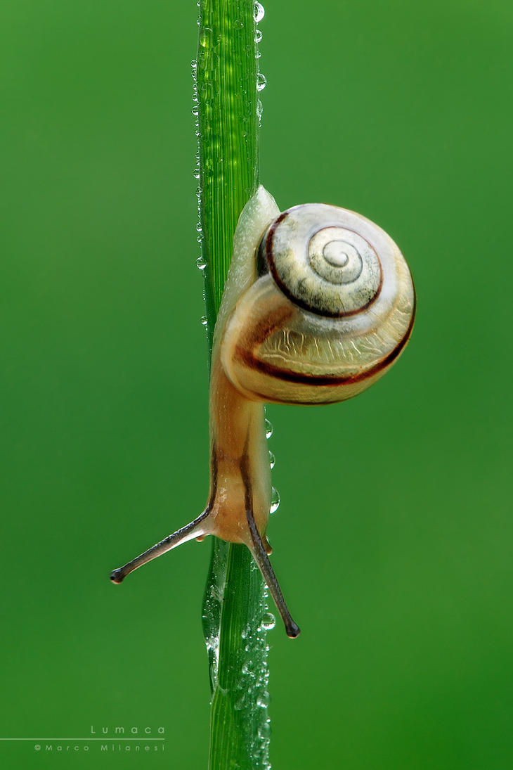 snail_by_mantide-d1tnyy0.jpg