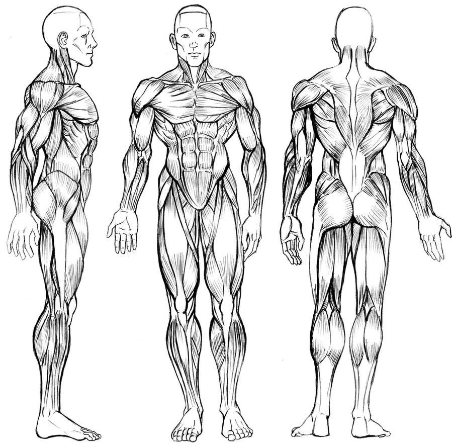 male anatomy by stvnhthr on DeviantArt