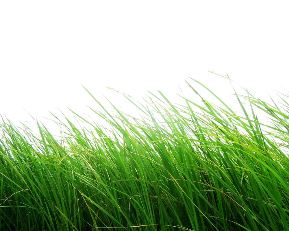 png_grass_by_moonglowlilly-d5z1o5t.png