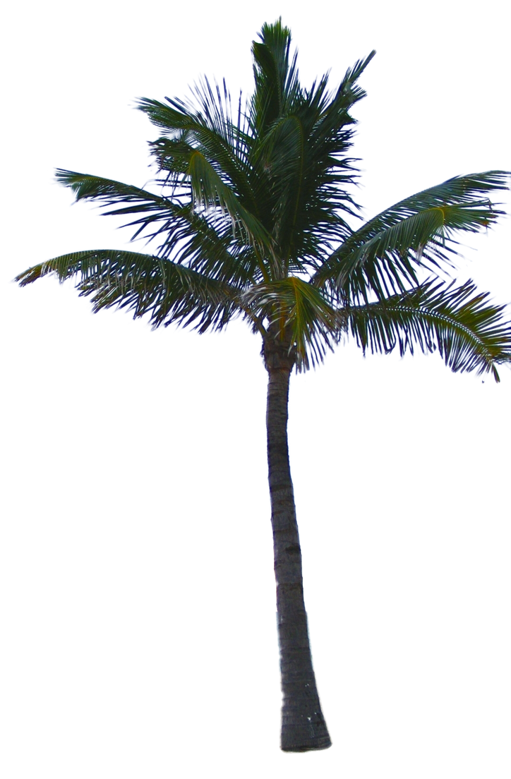 Palm Tree Tube Stock PNG by digitaltwist on DeviantArt