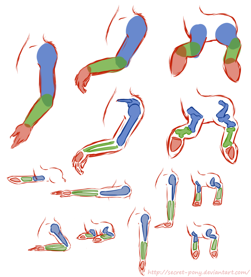 [Obrázek: pony_anatomy_tutorial__legs_and_joints_b...53ta9m.png]