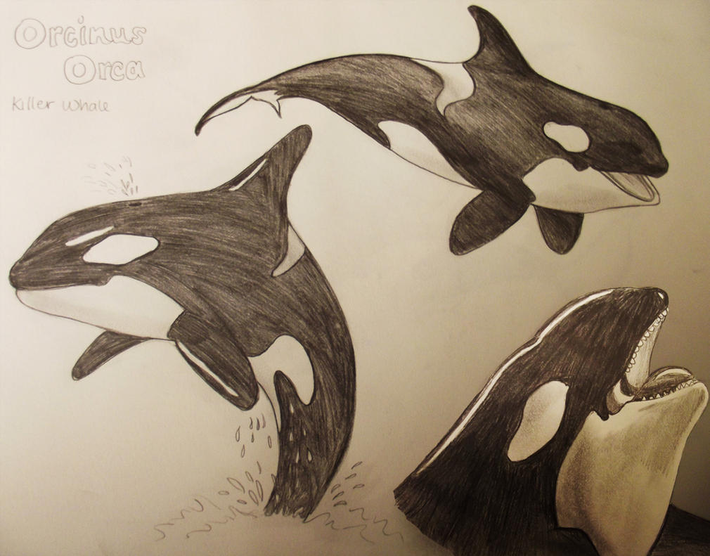 Killer Whale Drawings by hollywood714 on DeviantArt