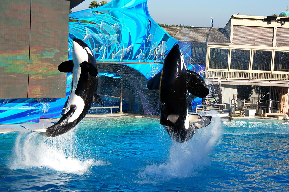 killer whale (orca) at SeaWorld by esee on DeviantArt